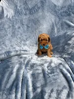 Rusty, a male Goldendoodle for sale in Tennessee Colony, TX – 1 of 2