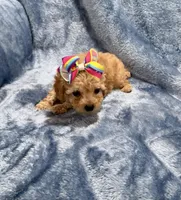 AKC Molly, a female Poodle - Toy  for sale in Tennessee Colony, TX – Photo 2 of 3