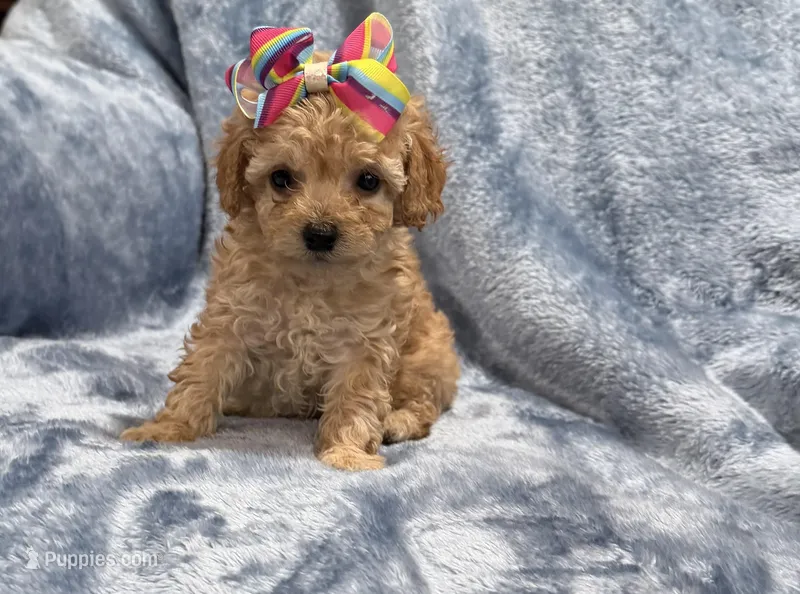 AKC Molly – Poodle - Toy  puppy for sale in Tennessee Colony, TX