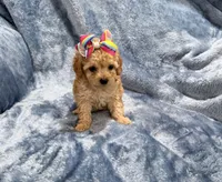 AKC Molly, a female Poodle - Toy  for sale in Tennessee Colony, TX – Photo 3 of 3