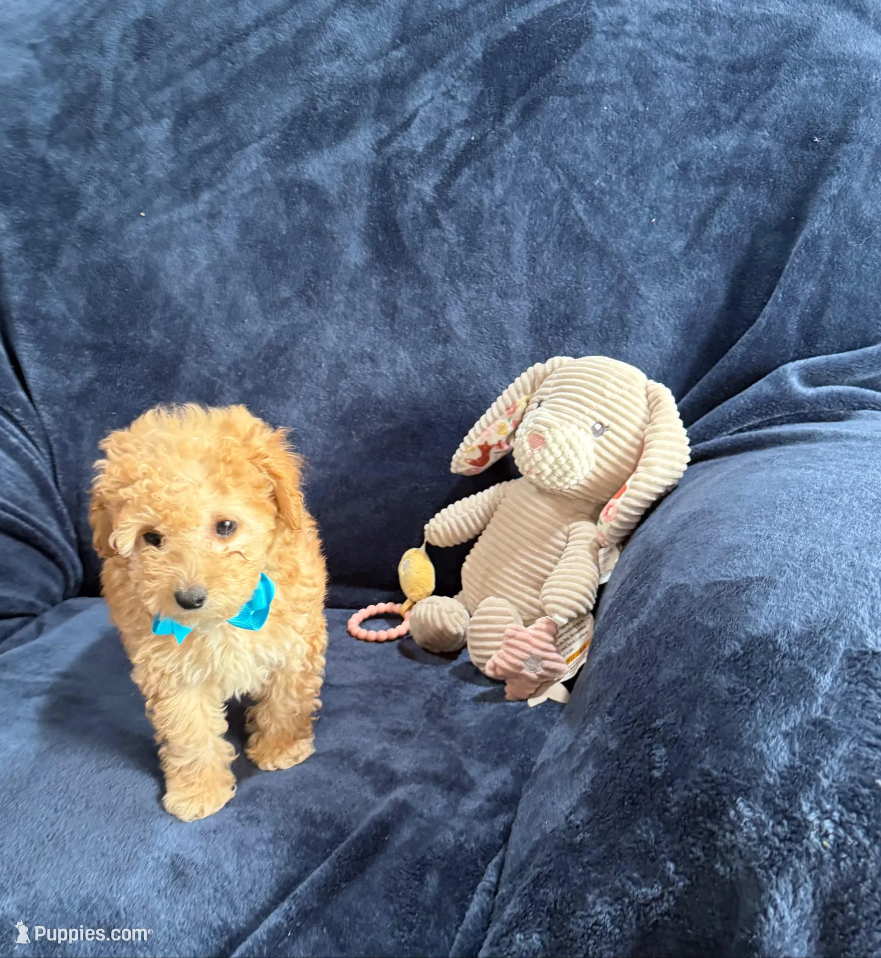 AKC Chester , a male Poodle - Toy  for sale in Tennessee Colony, TX – Photo 5 of 5