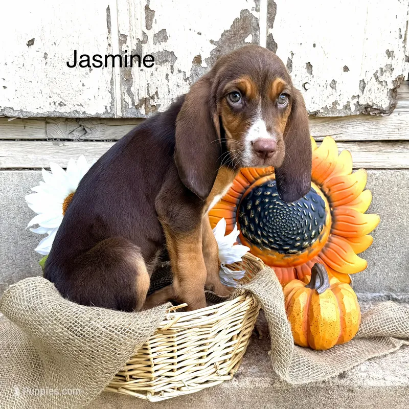 Jasmine – Bloodhound puppy for sale in Lexington, OK