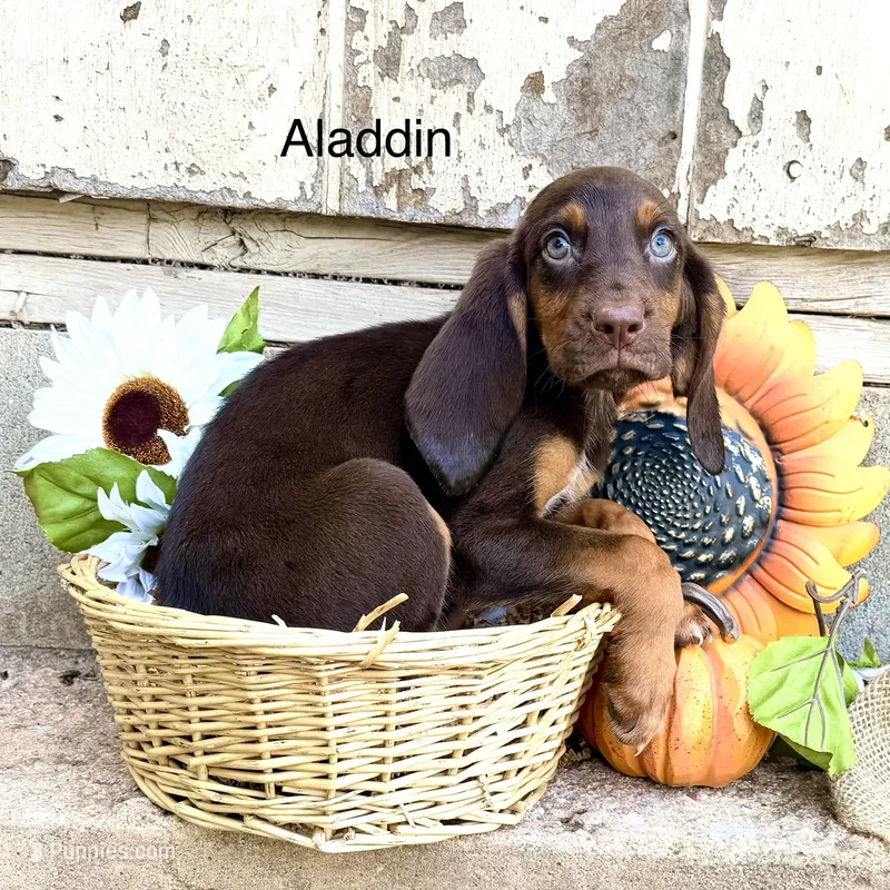 Aladdin – Bloodhound puppy for sale in Lexington, OK