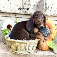 Aladdin, a male Bloodhound for sale in Lexington, OK – 1 of 1
