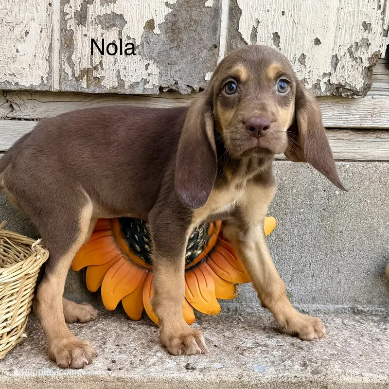 Nola – Bloodhound puppy for sale in Lexington, OK