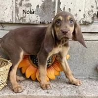 Nola, a female Bloodhound for sale in Lexington, OK – 1 of 1
