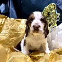 processed/331666b3-33ef-434e-b349-9fda26ede0e9/listing/5f1a86cd-818f-4d73-b5e0-db4c50a07f4a/fcbda5dc-6369-4d60-81e7-953ca7d6f169