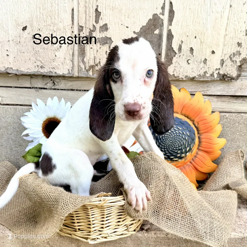Sebastian – Bloodhound puppy for sale in Lexington, OK