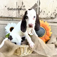 Sebastian, a male Bloodhound for sale in Lexington, OK – 1 of 1