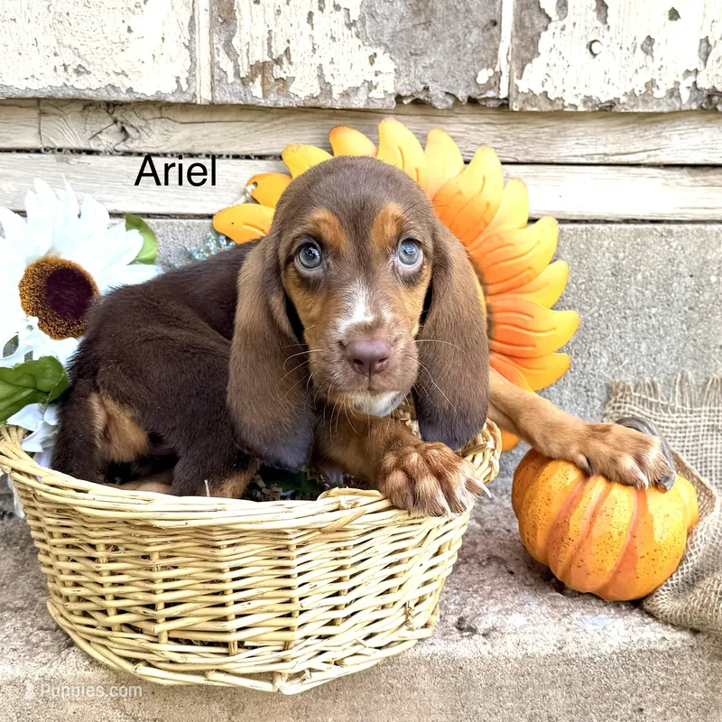 Ariel – Bloodhound puppy for sale in Lexington, OK