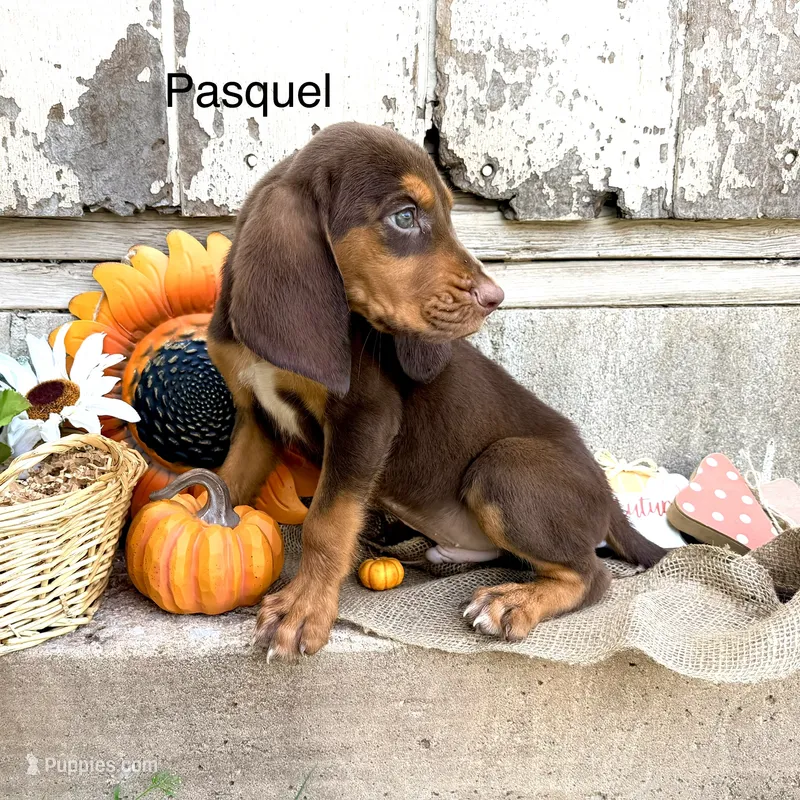 Pasquel – Bloodhound puppy for sale in Lexington, OK
