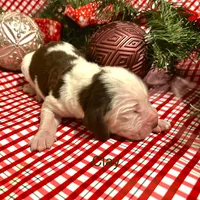 Clay, a male Bloodhound for sale in Lexington, OK – Photo 2 of 3