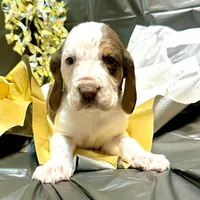Clay, a male Bloodhound for sale in Lexington, OK – Photo 1 of 3