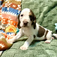 Clay, a male Bloodhound for sale in Lexington, OK – Photo 3 of 3