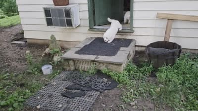 Male#1, a male Great Pyrenees for sale in Marshall, VA – 2 of 3