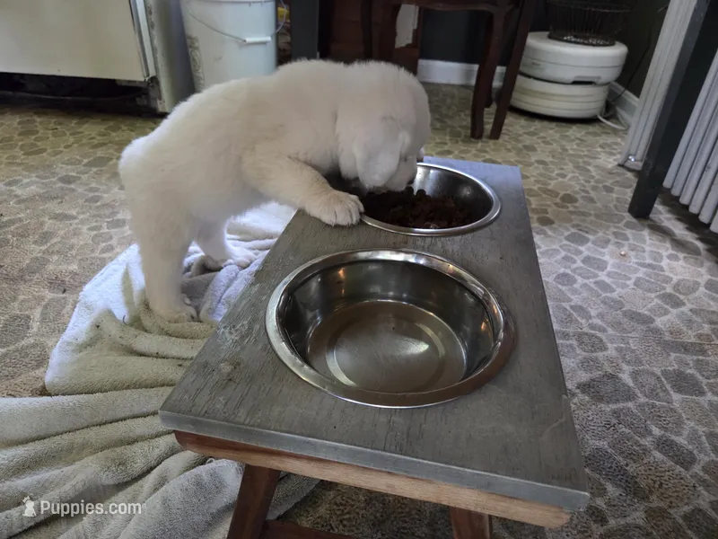 Male#1 – Great Pyrenees puppy for sale in Marshall, VA