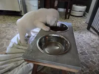 Male#1, a male Great Pyrenees for sale in Marshall, VA – 1 of 3