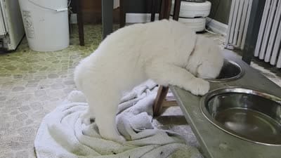 Male#1, a male Great Pyrenees for sale in Marshall, VA – 3 of 3