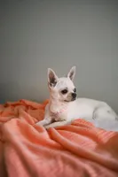 Pina Colada, a female Chihuahua for sale in Riverside, CA – 4 of 4