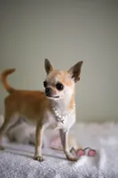 Mango, a female Chihuahua for sale in Riverside, CA – 6 of 6