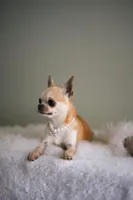 Mango, a female Chihuahua for sale in Riverside, CA – 2 of 6