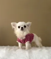 LUNA, a female Chihuahua for sale in Riverside, CA – 2 of 8