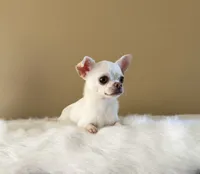 Chico, a male Chihuahua for sale in Riverside, CA – 7 of 10