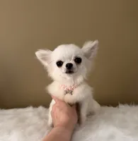 LUNA, a female Chihuahua for sale in Riverside, CA – 8 of 8