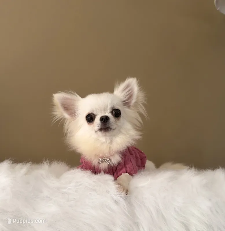 LUNA, a female Chihuahua for sale in Riverside, CA – 1 of 8