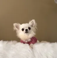 LUNA, a female Chihuahua for sale in Riverside, CA – 1 of 8