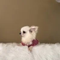 LUNA, a female Chihuahua for sale in Riverside, CA – 5 of 8