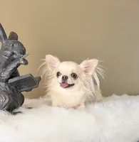 Bella, a female Chihuahua for sale in Riverside, CA – 2 of 10