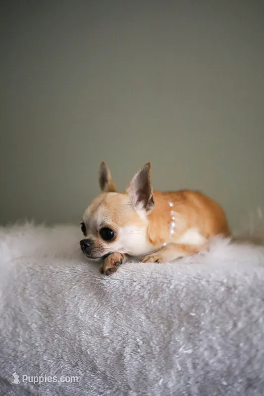 Mango – Chihuahua puppy for sale in Riverside, CA