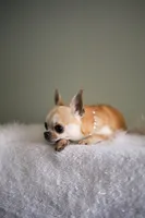 Mango, a female Chihuahua for sale in Riverside, CA – 1 of 6