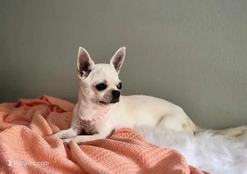 Pina Colada – Chihuahua puppy for sale in Riverside, CA
