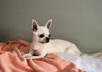 Pina Colada, a female Chihuahua for sale in Riverside, CA – 1 of 4