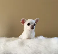 Chico, a male Chihuahua for sale in Riverside, CA – 4 of 10