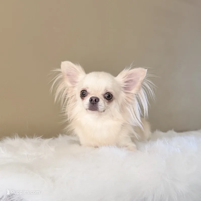 Bella – Chihuahua puppy for sale in Riverside, CA