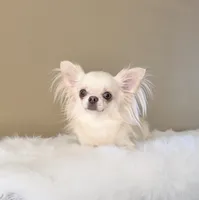 Bella, a female Chihuahua for sale in Riverside, CA – 1 of 10