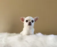 Chico, a male Chihuahua for sale in Riverside, CA – 5 of 10