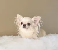 Bella, a female Chihuahua for sale in Riverside, CA – 10 of 10