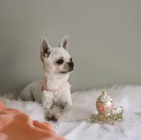 Pina Colada, a female Chihuahua for sale in Riverside, CA – 2 of 4