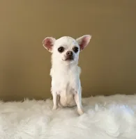 Chico, a male Chihuahua for sale in Riverside, CA – 2 of 10