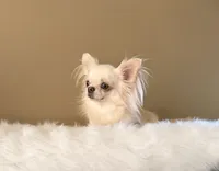 Bella, a female Chihuahua for sale in Riverside, CA – 5 of 10