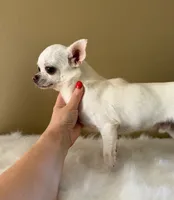 Chico, a male Chihuahua for sale in Riverside, CA – 9 of 10