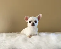 Chico, a male Chihuahua for sale in Riverside, CA – 3 of 10