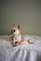 Mango, a female Chihuahua for sale in Riverside, CA – 5 of 6