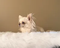 Bella, a female Chihuahua for sale in Riverside, CA – 6 of 10