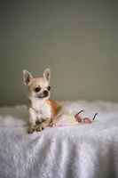Mango, a female Chihuahua for sale in Riverside, CA – 3 of 6