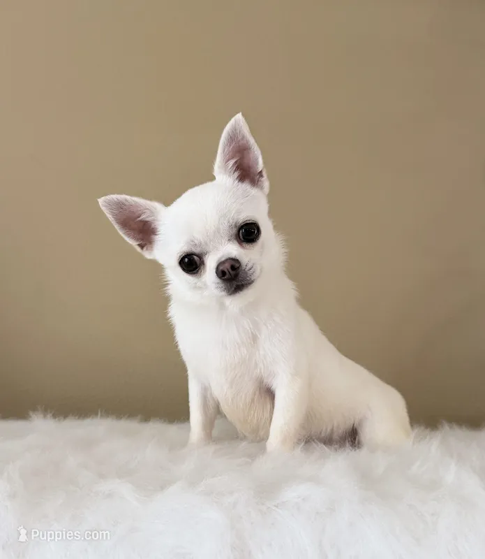 Danny – Chihuahua puppy for sale in Irvine, CA